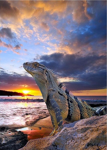 Photo:  Iguana's sunset 